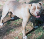 121.jpg (17388 bytes)