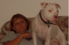 Guarding the couch PitBull Rescue.jpg (149242 bytes)
