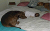 Nap Time Rescue Pit Bulls.jpg (57262 bytes)