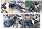 merle pups.jpg (87048 bytes)