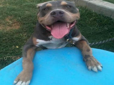 and tan Pit Bull pictures 1