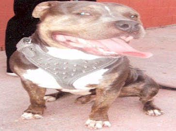 and tan Pit Bull pictures 13