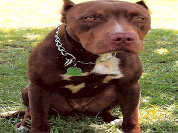 and tan Pit Bull pictures 18