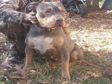 and tan Pit Bull pictures 5