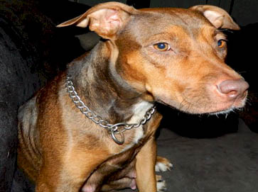 and tan Pit Bull pictures 6