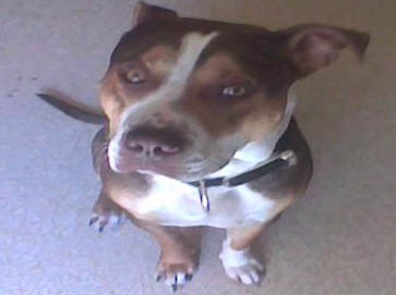 and tan Pit Bull pictures 9