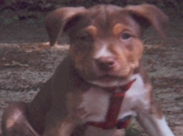 and tan Pit Bull puppy pictures 15