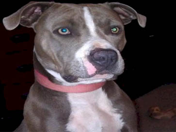 blue Pit Bull pictures 1