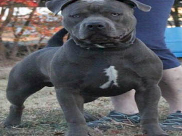 blue Pit Bull pictures 14