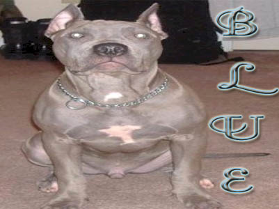 Blue Pit Bull pictures