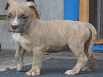 brindle Pit Bull puppy pictures 10