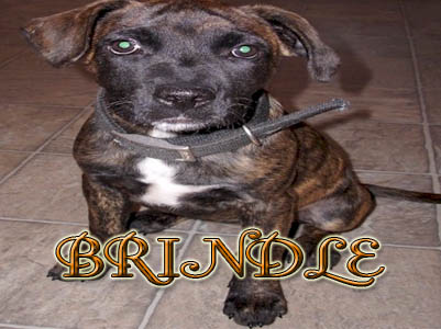 Brindle Pit Bull puppy pictures