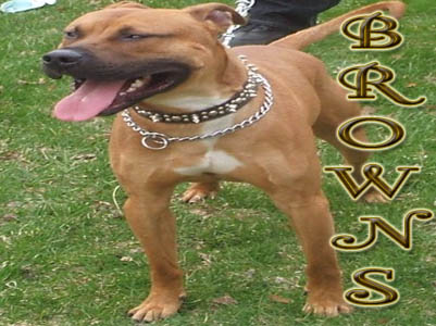 brownPit Bull pictures