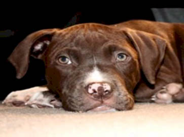 brown Pit Bull puppy pictures 3