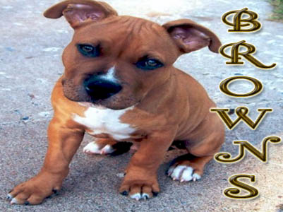 brownPit Bull puppy pictures