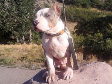 merle Pit Bull pictures 10