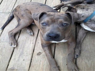 merle Pit Bull pictures 12
