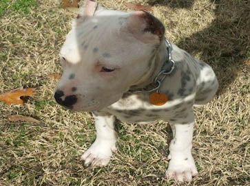 merle Pit Bull pictures 5