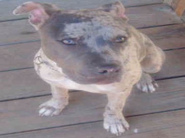 merle Pit Bull pictures 6