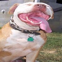 breed specific legislation pit bull