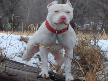 white Pit Bull pictures 1