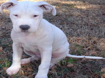 white Pit Bull pictures 10