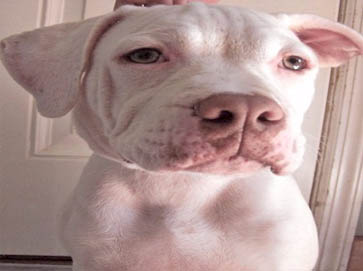 white Pit Bull pictures 11