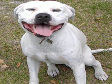 white Pit Bull pictures 12