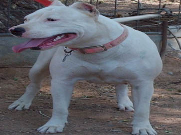 white Pit Bull pictures 13