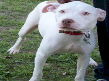white Pit Bull pictures 15