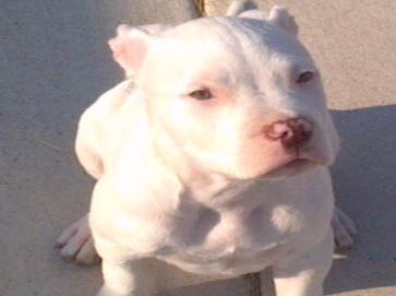 white Pit Bull pictures 16