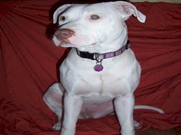 white Pit Bull pictures 17