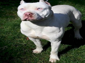 white Pit Bull pictures 18