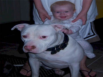 white Pit Bull pictures 2