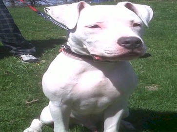white Pit Bull pictures 3