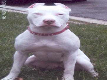 white Pit Bull pictures 4
