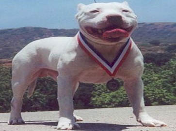 white Pit Bull pictures 6