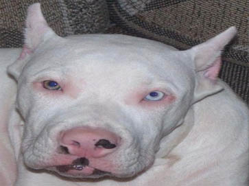 white Pit Bull pictures 7