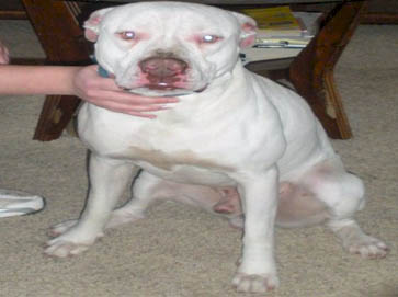 white Pit Bull pictures 8
