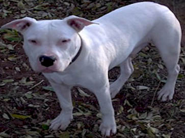 white Pit Bull pictures 9