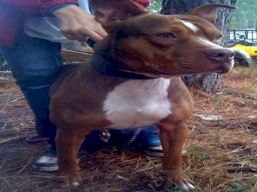 and tan Pit Bull pictures 11