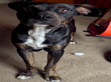 and tan Pit Bull pictures 12