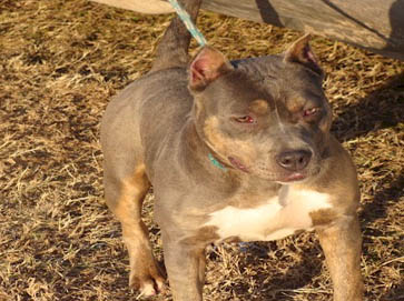 and tan Pit Bull pictures 14