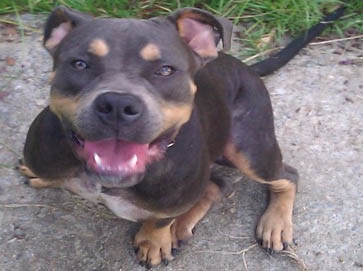 and tan Pit Bull pictures 17