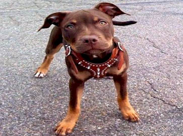 and tan Pit Bull puppy pictures 1