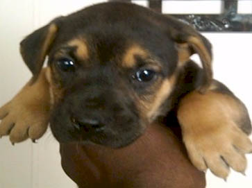 and tan Pit Bull puppy pictures 10