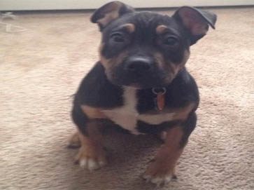 and tan Pit Bull puppy pictures 13