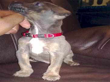 and tan Pit Bull puppy pictures 17