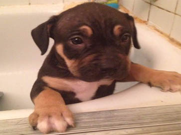and tan Pit Bull puppy pictures 3