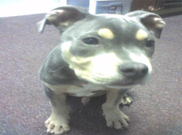 and tan Pit Bull puppy pictures 4